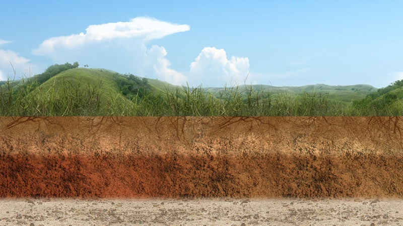 Humic Acid Effects on Animals and Humans (pdf)