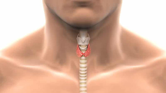 Illustration of the human thyroid gland related to Iodine Insufficiency FAQs.