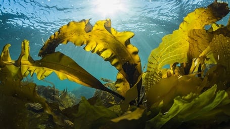 Kelp