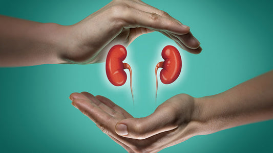 Kidney Health Basics