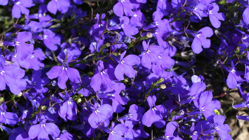 Lobelia