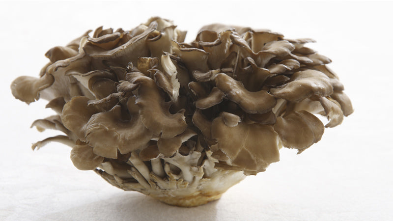 Maitake