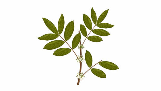 Illustration of Muira Puama plant with leaves and flowers.