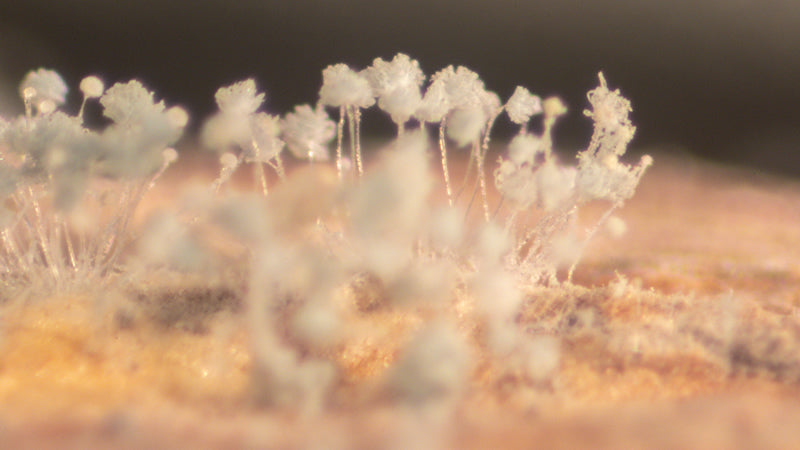 Mycosis, Fungus And Yeast