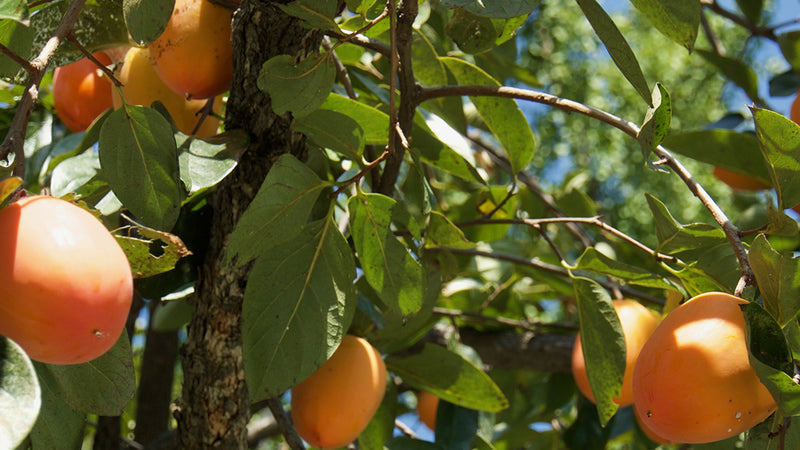 Persimmon Leaves