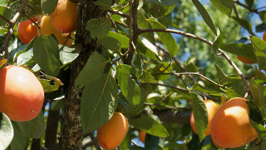Persimmon Leaves