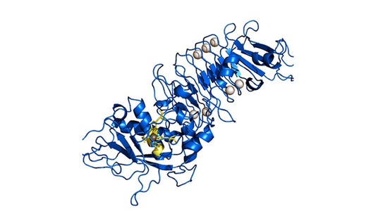 Serrapeptase Research