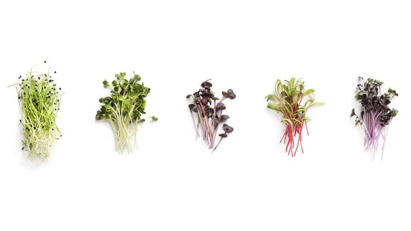 Colorful display of fresh sprouts showcasing sprouting reasons to start.