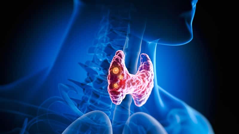 Thyroid Gland Needs Iodine