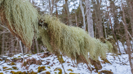 Usnea
