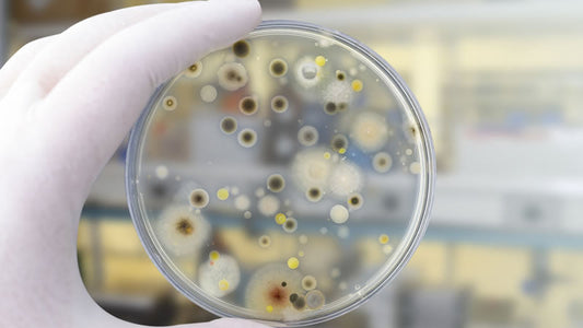 Yeast Fermented Nutrients