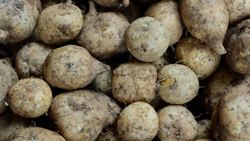 Raw Wild Yam tubers piled together, showcasing their earthy textures and shapes, ideal for culinary uses and health benefits.
