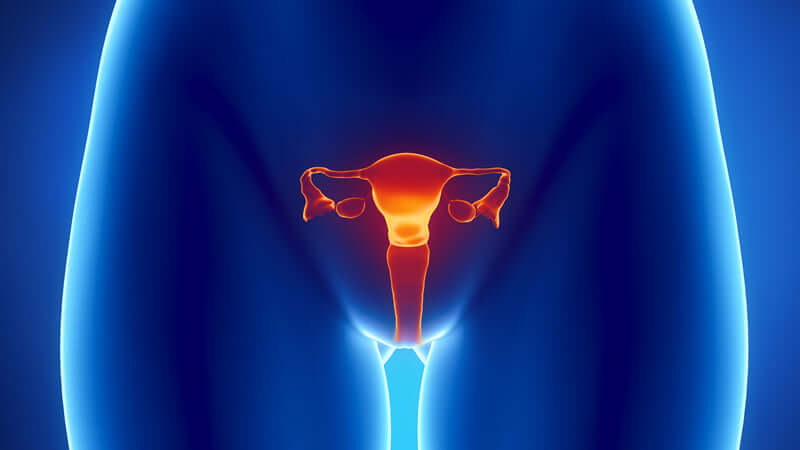 Estrogen and Progesterone