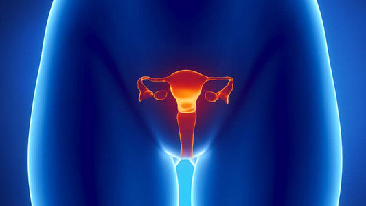 Illustration of female reproductive system highlighting Estrogen and Progesterone effects.