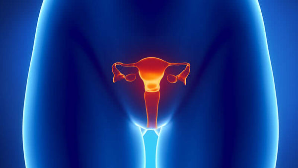 Estrogen and Progesterone