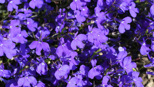 Lobelia flowers in full bloom showcasing vibrant purple petals and lush green foliage.