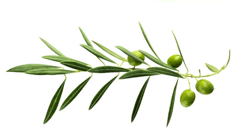 A branch of olive leaves with green olives showcasing Olive Fruit and its natural beauty.
