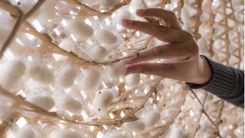 Close-up of a hand touching silkworm cocoons, representing the source of Serrapeptase.