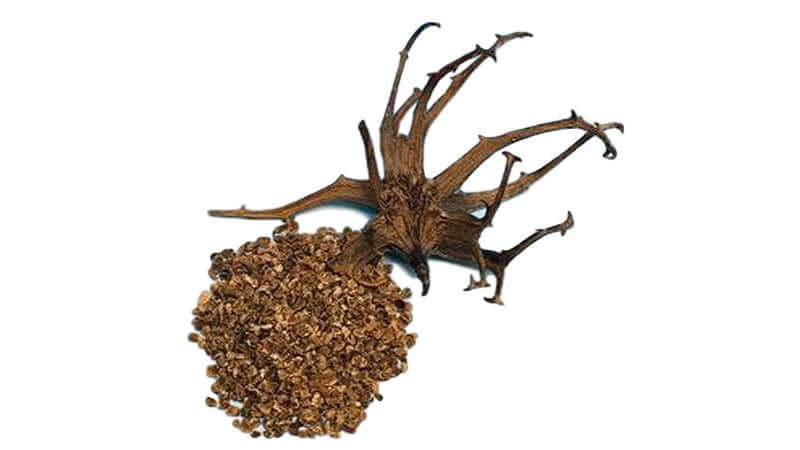 Devils Claw