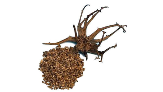 Close-up of Devils Claw plant showing its unique claw-like structure and dried fruits.