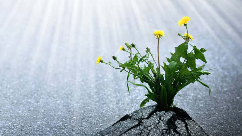 ORMUS Effects on Plants: Dandelions growing through cracked pavement, demonstrating resilience and growth.