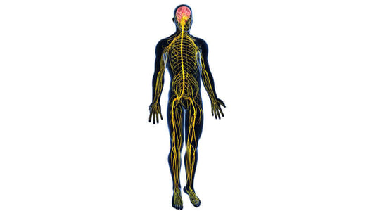 Illustration of the nervous system highlighting Magnesium for Your Nervous System benefits and functions.