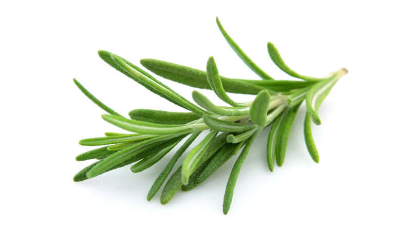 Fresh green rosemary sprig on a white background, showcasing its vibrant leaves.