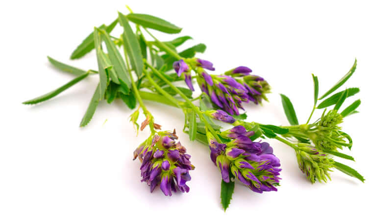 Fresh Alfalfa plant with purple flowers and green leaves on a white background.