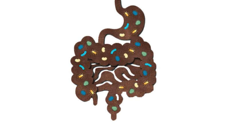 Illustration of a human digestive system, highlighting the impact of pollution on the digestive system challenged by pollution.