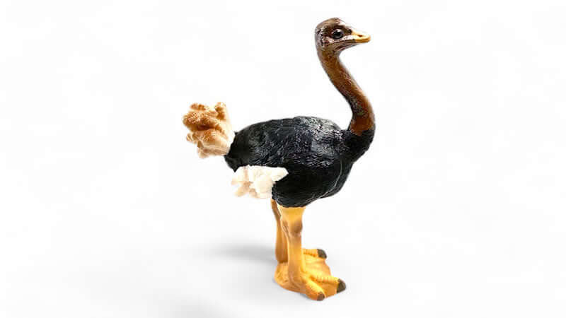 A detailed model of an ostrich highlighting the unique features of the bird, related to the History of Ostrich.