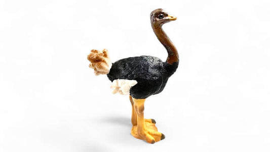 A detailed model of an ostrich highlighting the unique features of the bird, related to the History of Ostrich.
