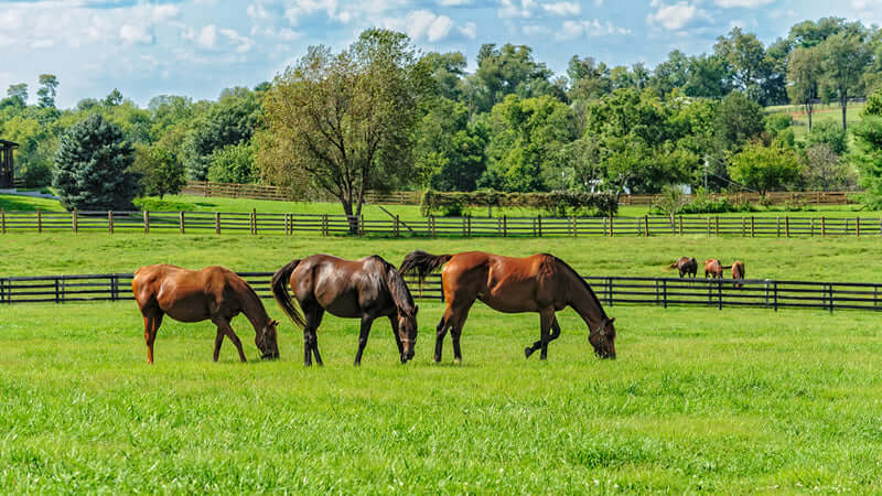 Miracle II Reviews Horse Stories featuring horses grazing in a lush green field.