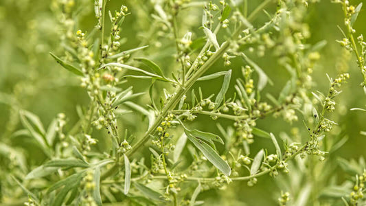Close-up view of Wormwood plant with green leaves and small yellow flowers, showcasing its natural habitat.