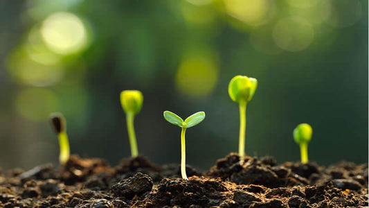Biological Transmutation Introduction with young plants growing in rich soil under soft sunlight.