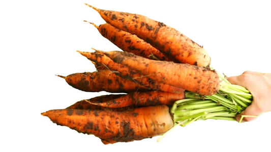 Freshly harvested carrots with dirt, highlighting the nutritious vegetables for Humic and Fulvic Acids Research.