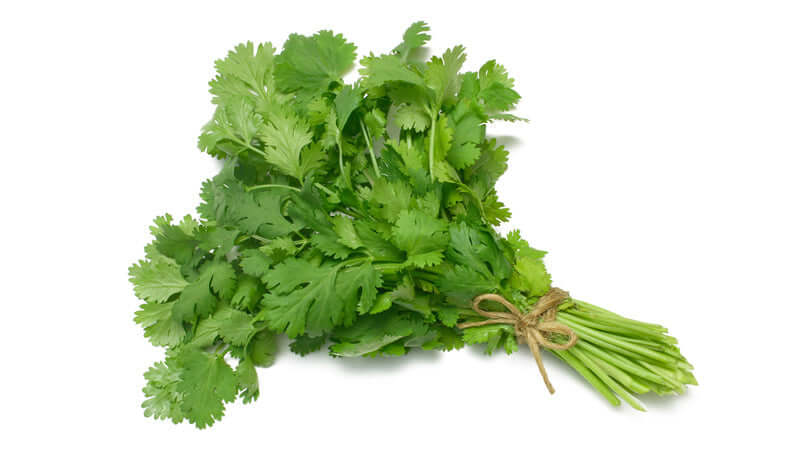 Fresh bunch of coriander cilantro with vibrant green leaves tied together.
