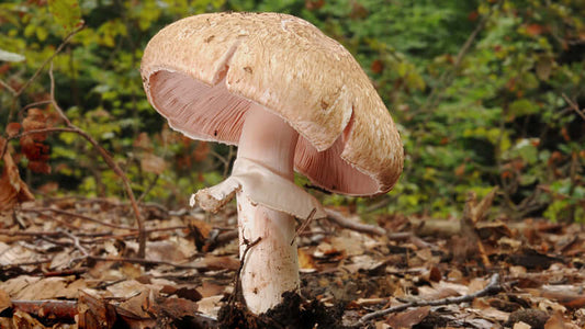 Agaricus mushroom growing in a forest with a distinctive cap and gills, surrounded by fallen leaves.