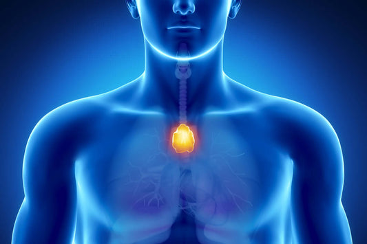 Thymus Gland