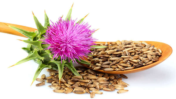 Milk Thistle