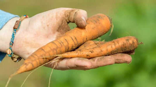 Body Biotics SBOs Benefits - Freshly harvested carrots held in a hand with dirt.