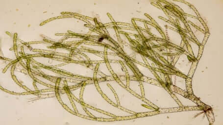 Marine Phytoplankton