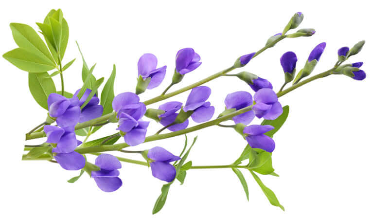 Vibrant purple flowers of Wild Indigo with green leaves against a white background.