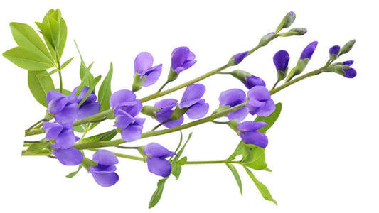 Vibrant purple flowers of Wild Indigo with green leaves against a white background.