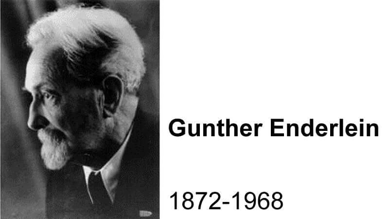Gunther Enderlein