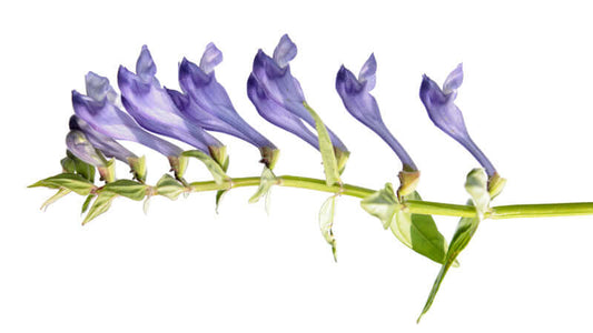 Skullcap plant with purple flowers arranged along a green stem, showcasing its unique floral structure.