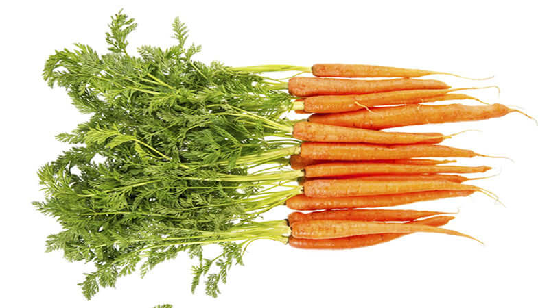 Fresh carrots rich in carotene, showcasing their vibrant orange color and green tops.
