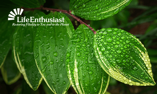 Close-up of house plant leaves showcasing droplets, significant for air quality and house plants.