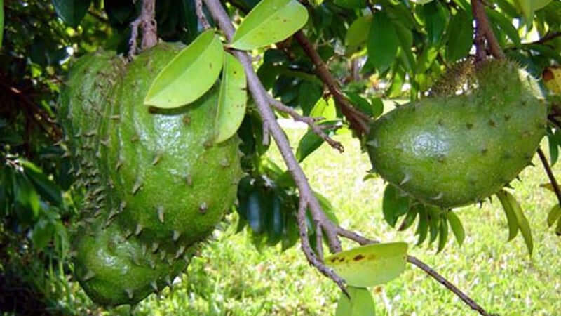 Graviola fruit hanging on a tree branch surrounded by green leaves.