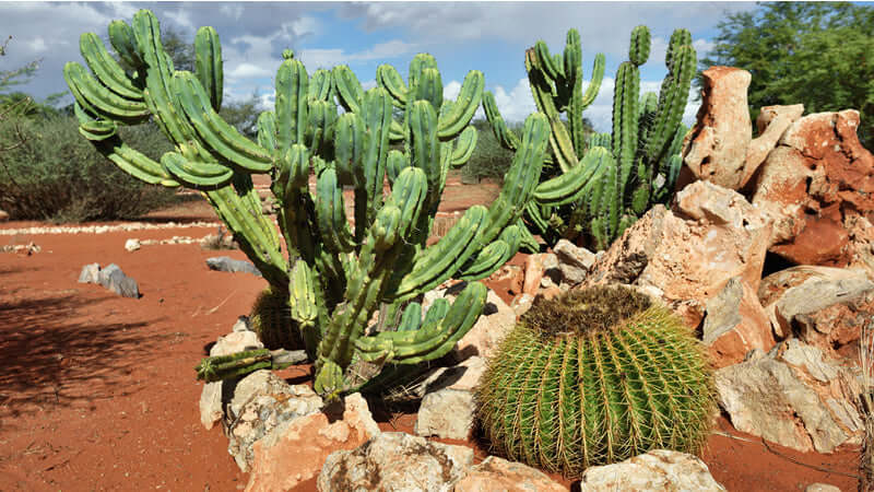 Hoodia plants growing in a rocky desert landscape with surrounding cacti and vibrant soil.