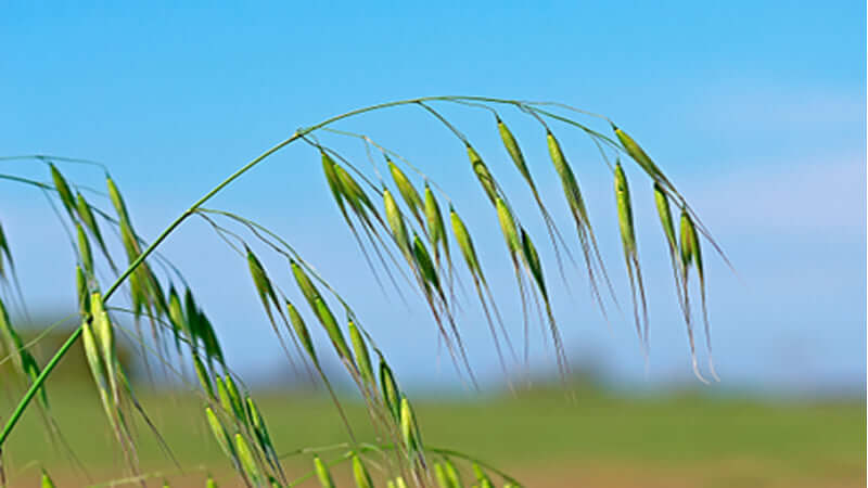 Close-up of wild oats plants swaying in the breeze against a clear blue sky.